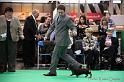 Crufts2011_2 1082